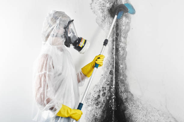 Best Comprehensive Air Testing for Mold Contaminants  in Brownstown, PA