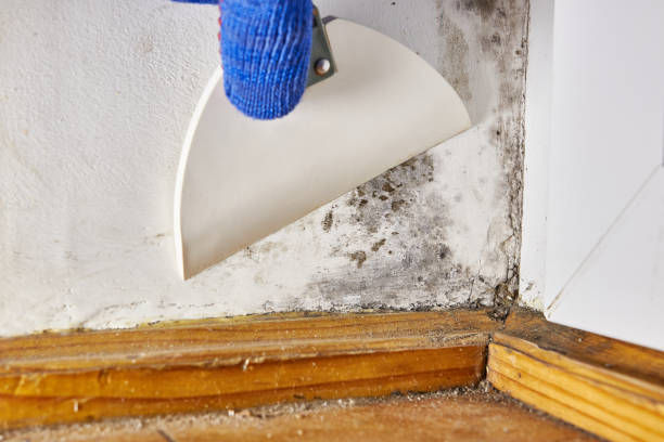 Mold Odor Removal Services in Brownstown, PA